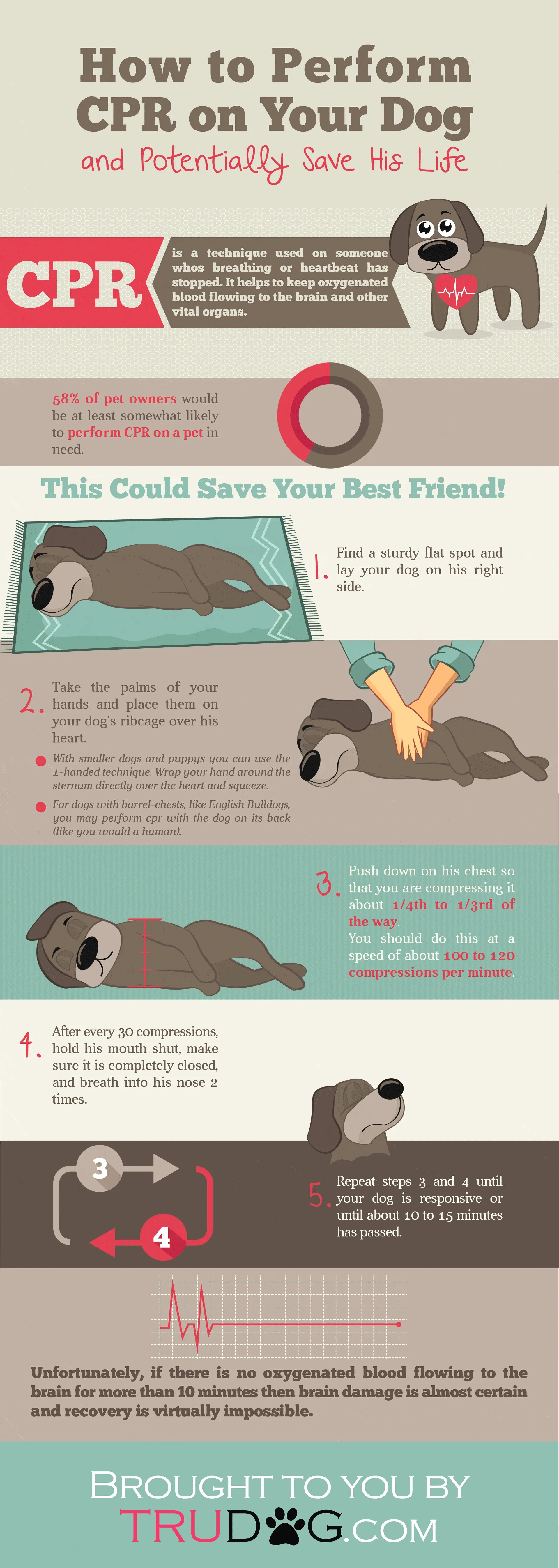 Step-by-step guide to performing CPR on a dog