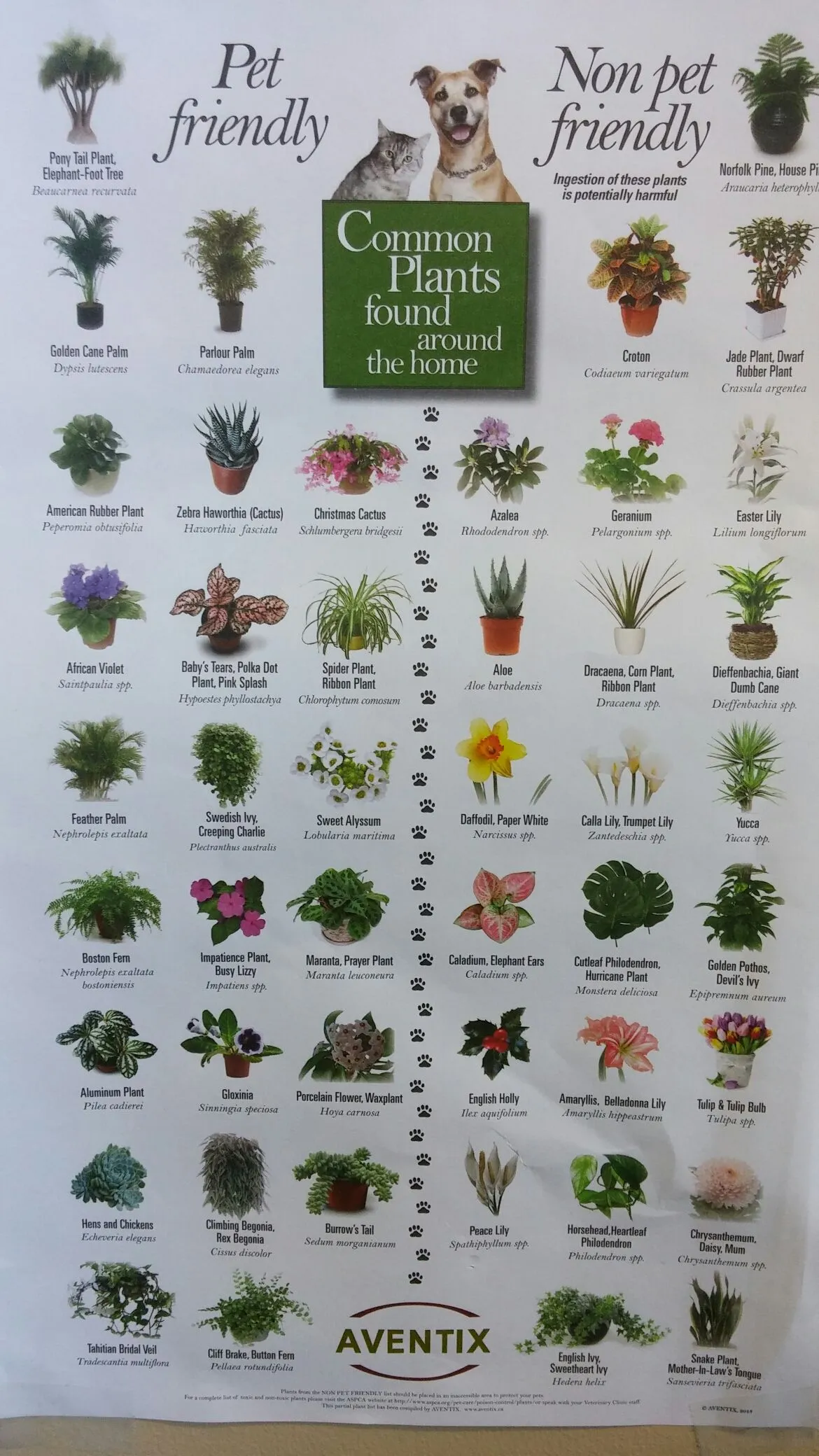 Plants that are dangerous to dogs