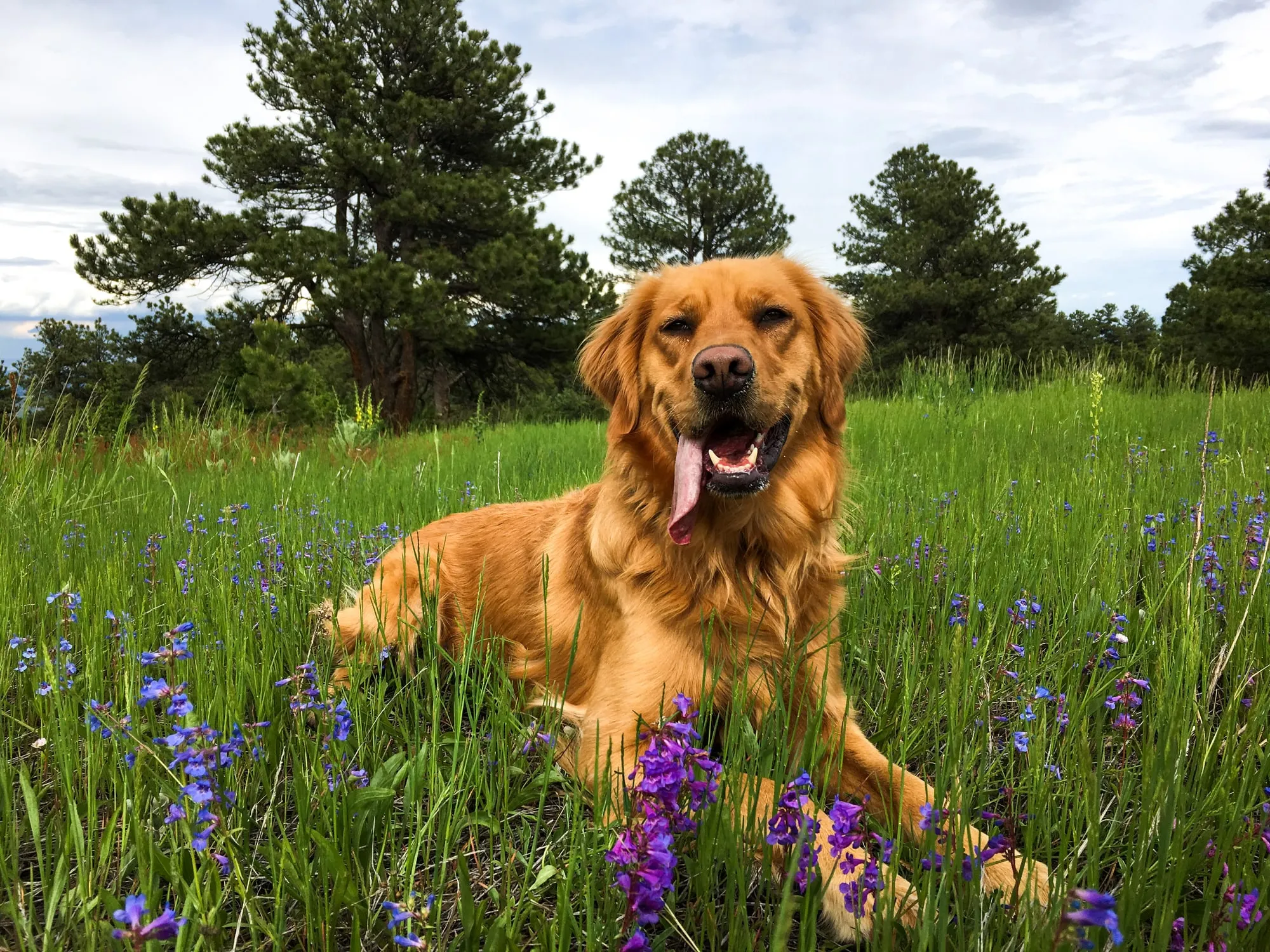 Golden Retriever sitting in a field of wildflowers