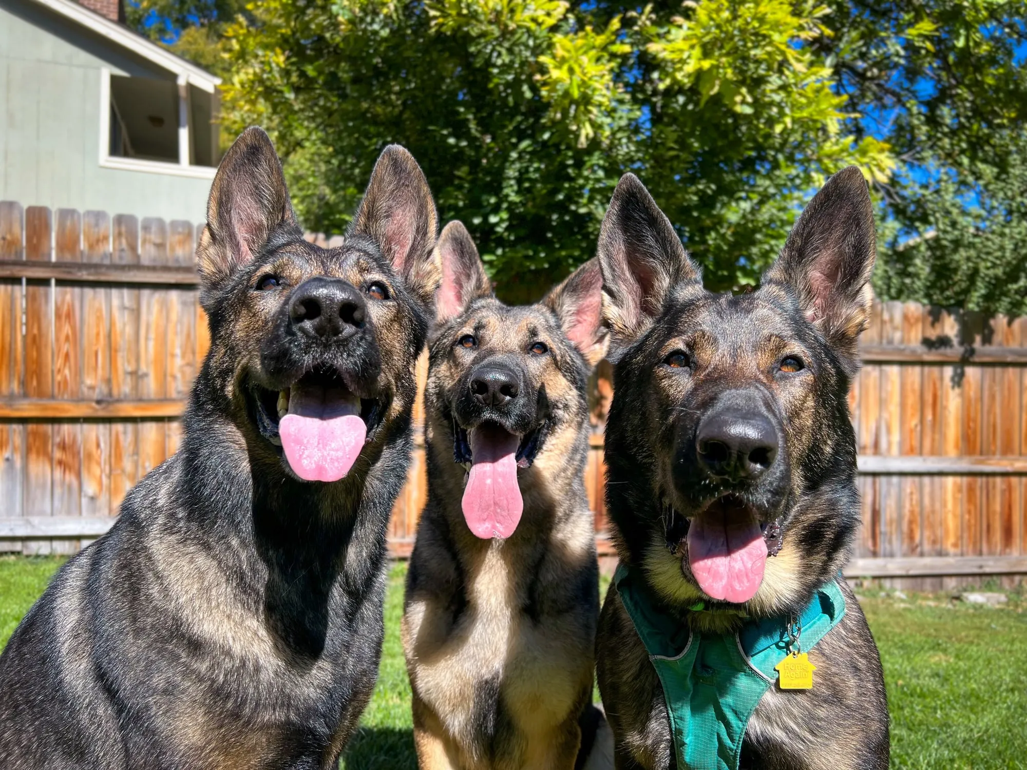 Three German Shepherds sitting side by side