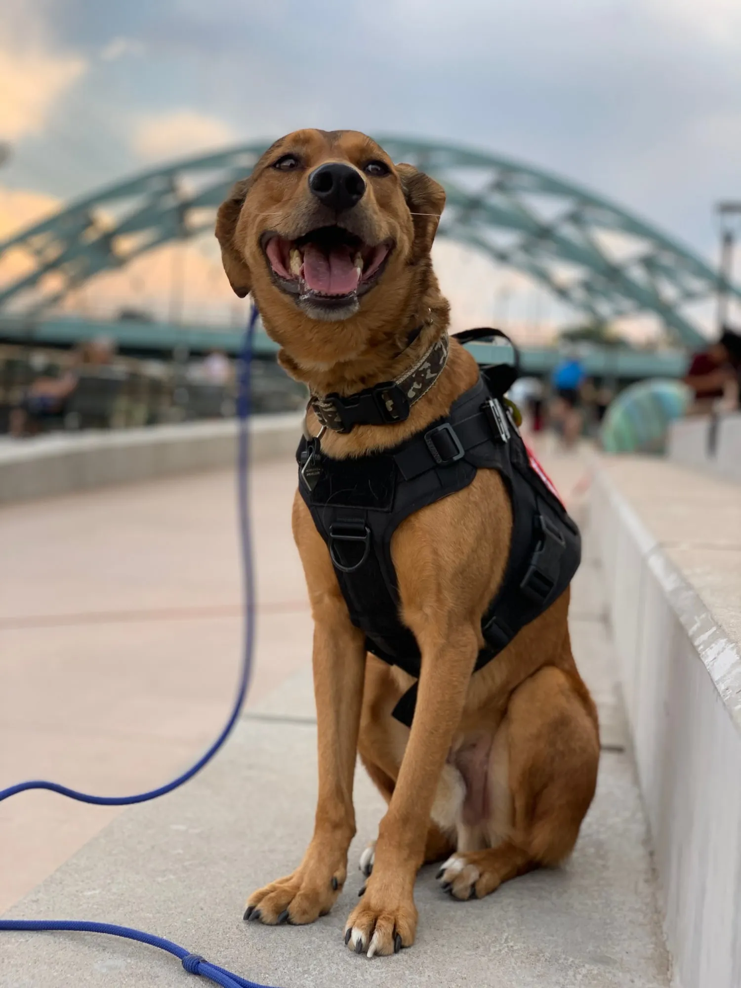 A dog in a harness sitting calmly on a city bridge