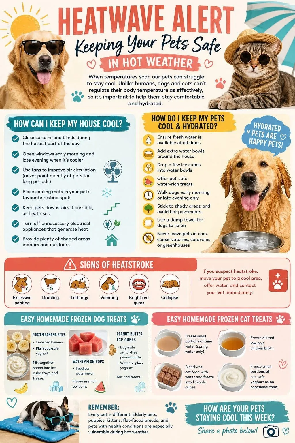 Heatwave alert: keeping your pets safe in hot weather, signs of heatstroke, and frozen treat ideas