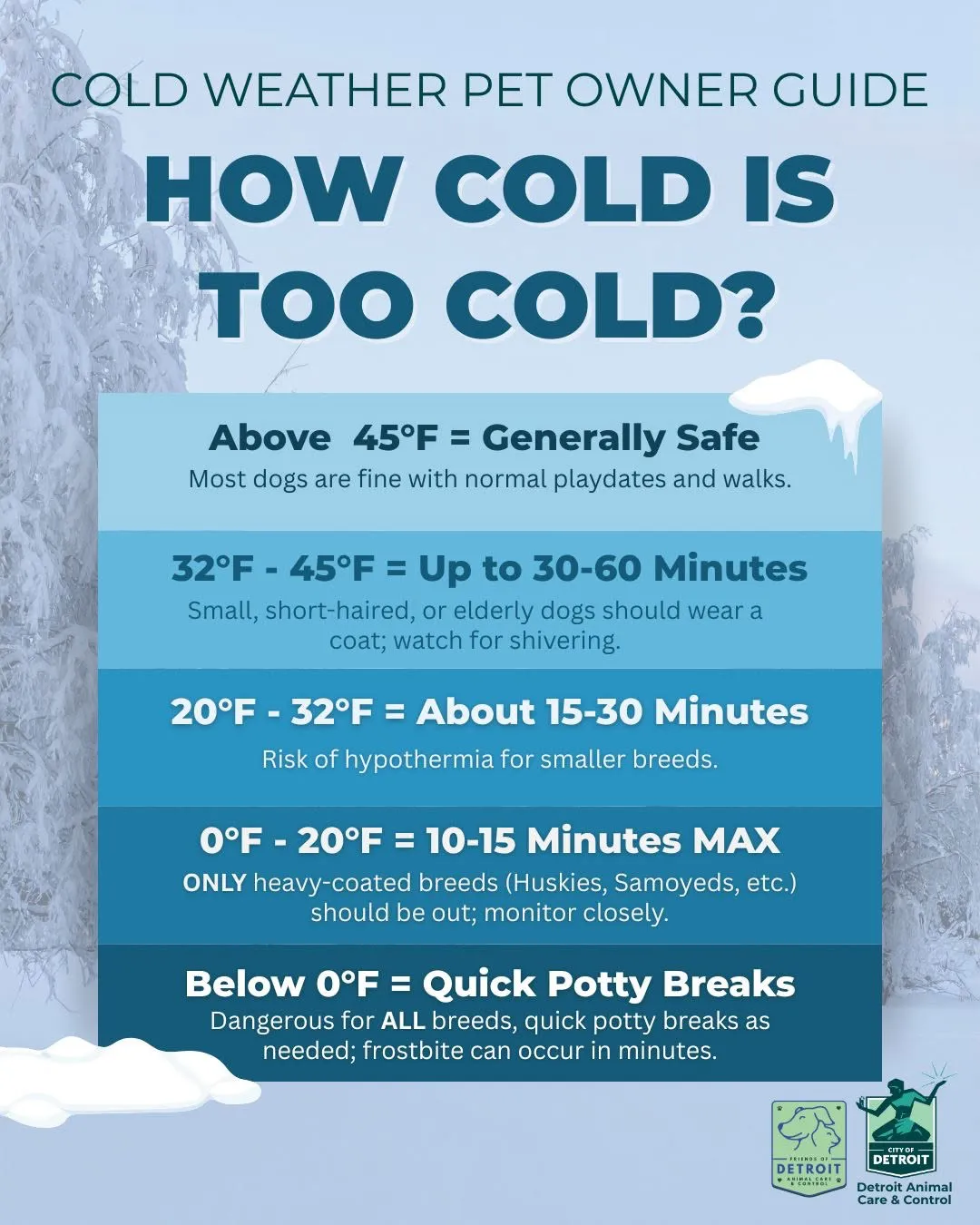 How cold is too cold? Safe outdoor time limits for dogs by temperature