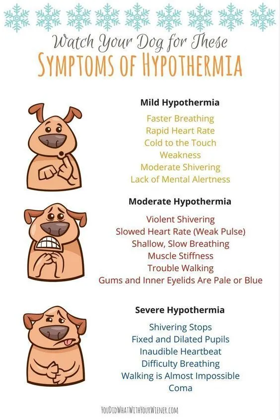 Signs of mild, moderate and severe hypothermia in dogs