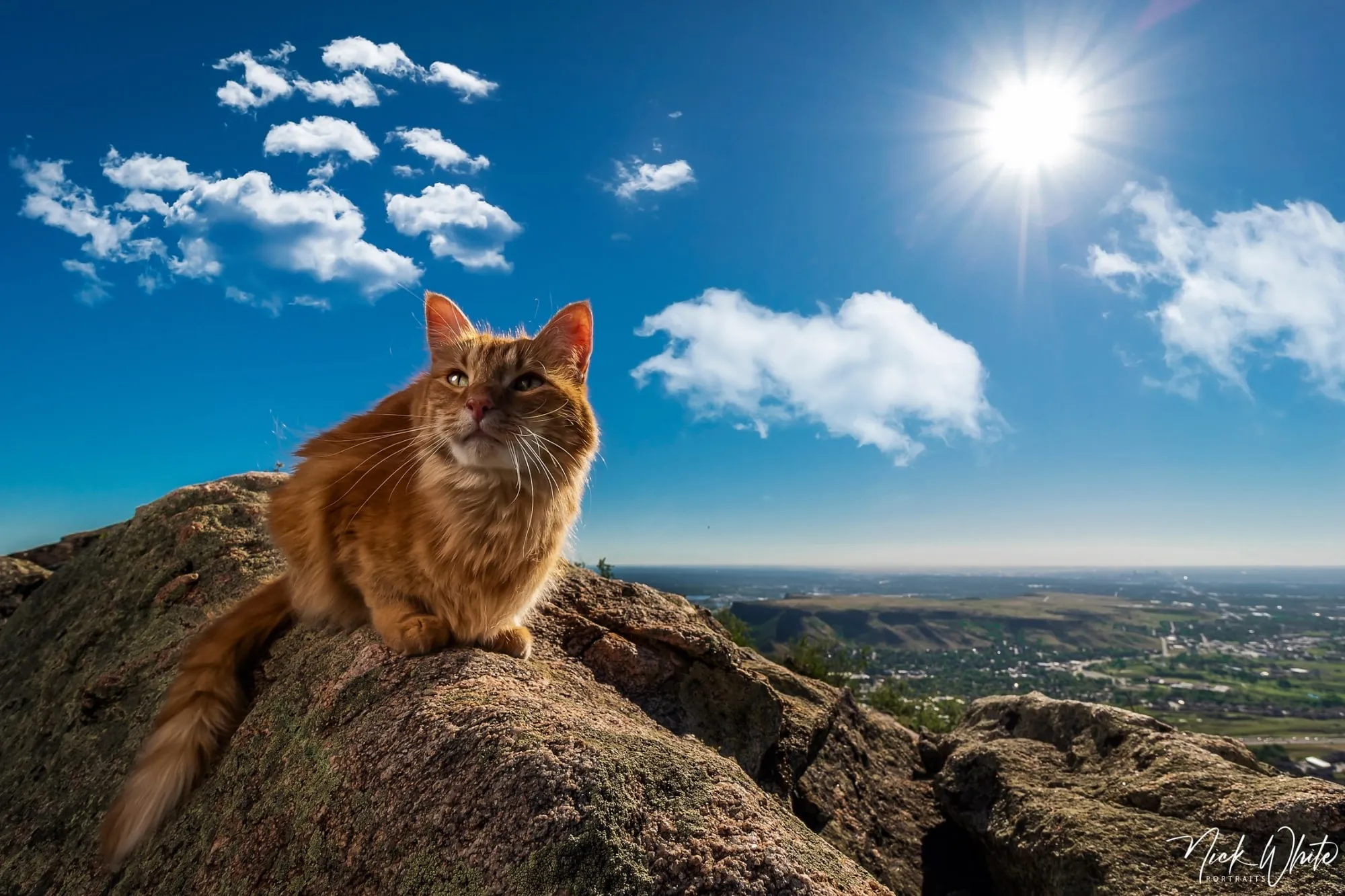Kya, an orange cat, sitting on a rock under a blue sky
