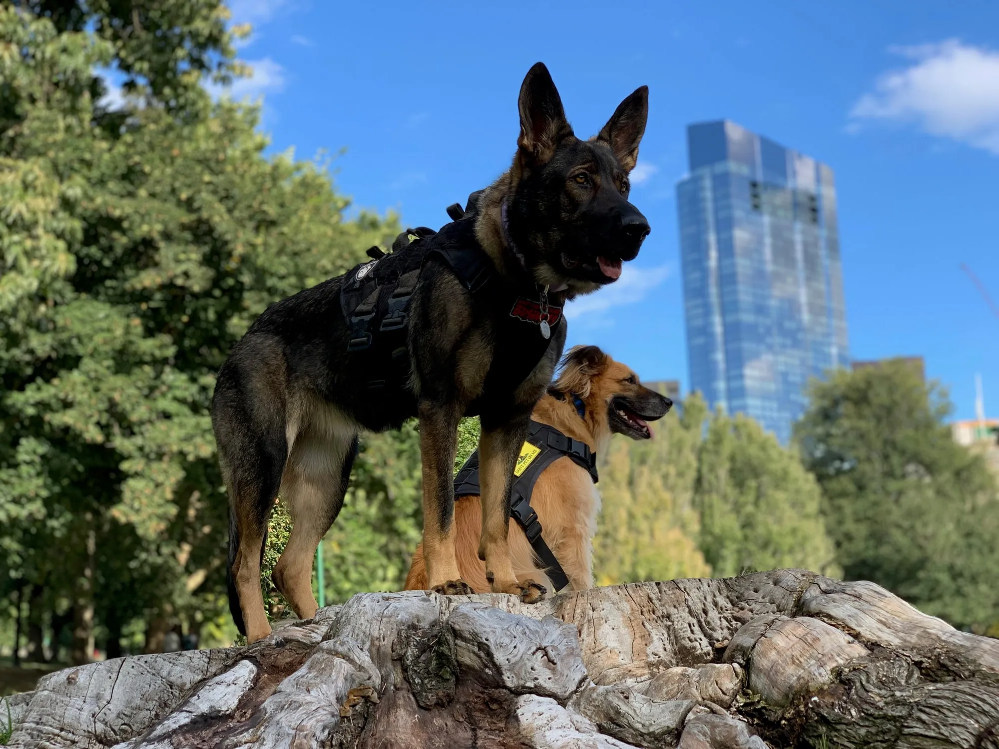 Two dogs sitting calmly on a rock with a city skyline behind them
