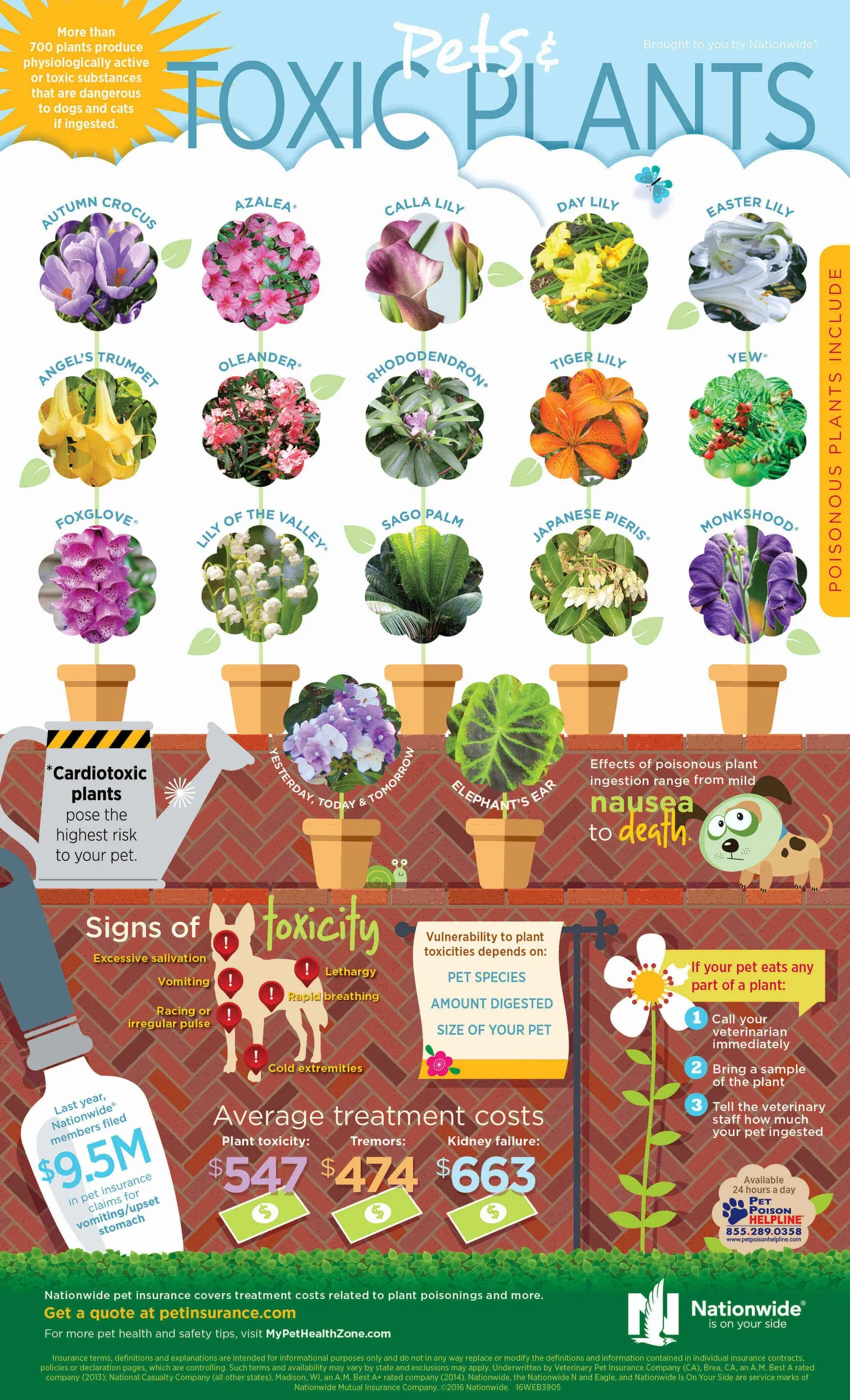 Toxic plants and the signs of toxicity in dogs