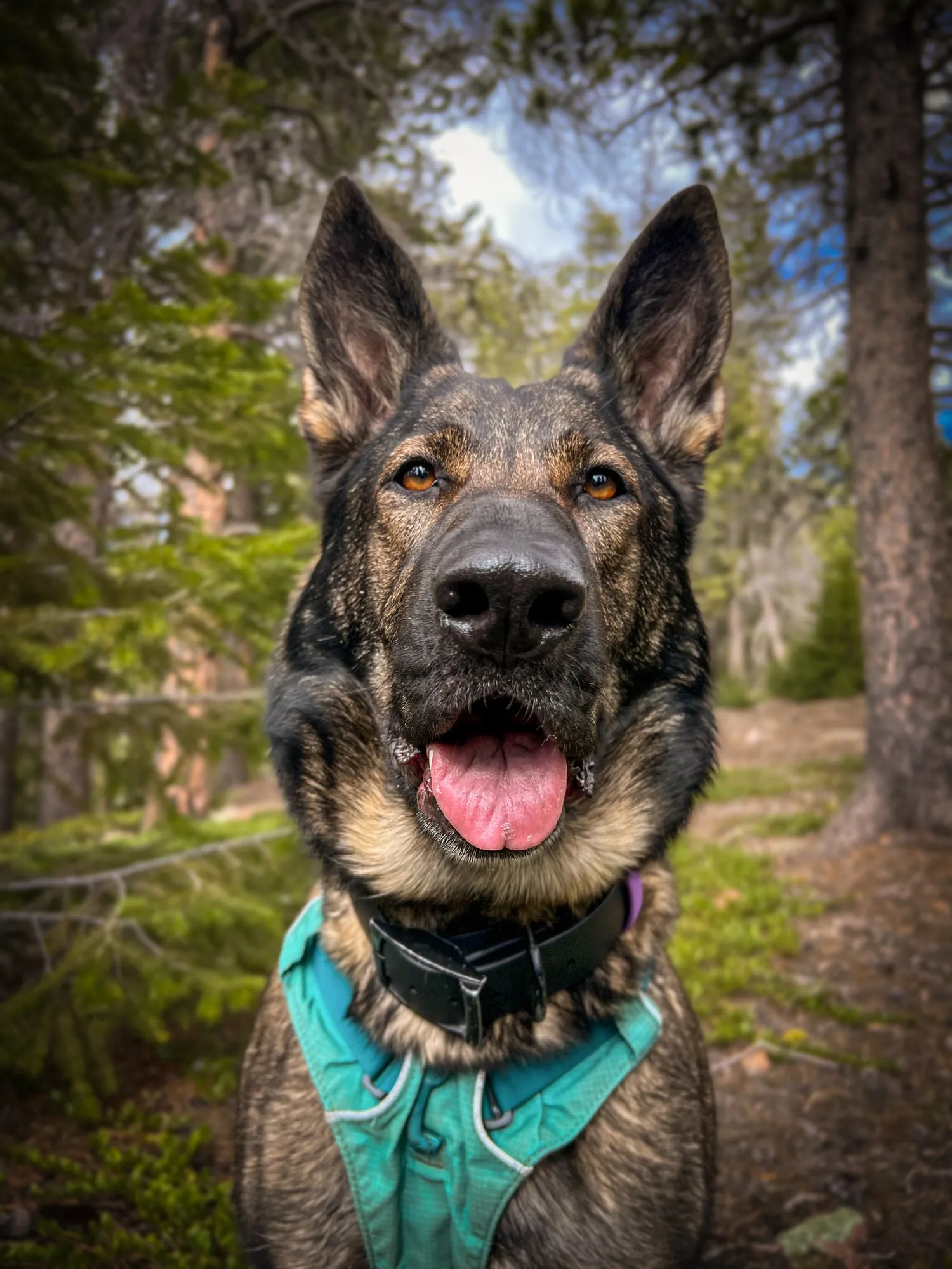 Zahra, a German Shepherd
