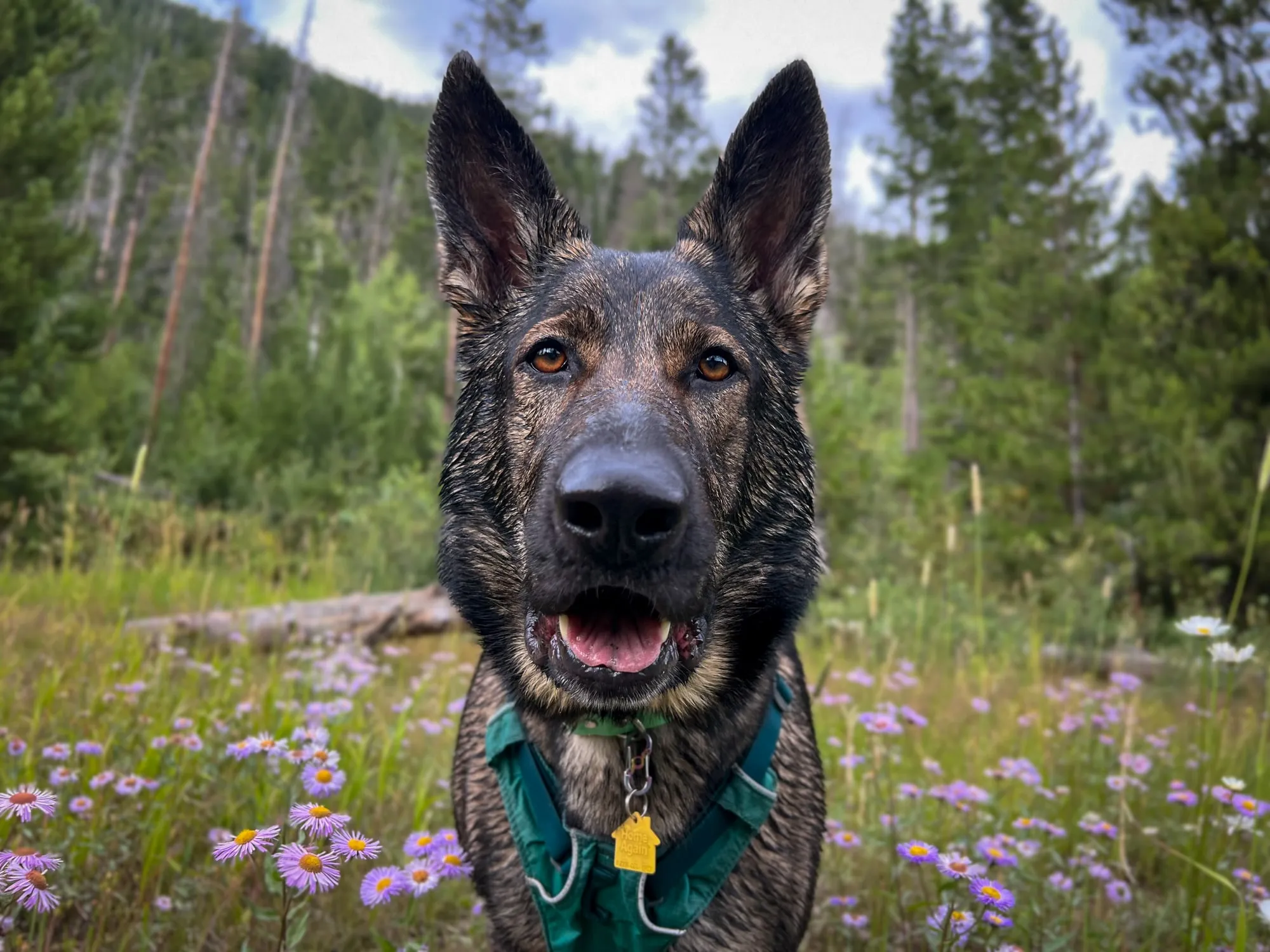 Zahra, German Shepherd service dog, in a field of wildflowers